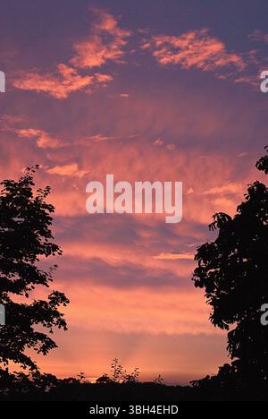 Romantischer Sonnenuntergang mit einem Himmel in leuchtenden Rosa-, Rose- und Violettönen, eingerahmt von den Silhouetten der Bäume. Stockfoto