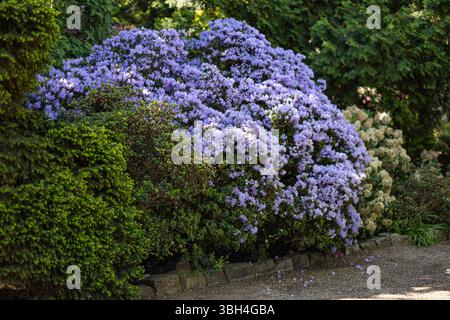 Wunderschöner blühender Flieder Rhododendronbusch im landschaftlich gestalteten botanischen Garten am sonnigen Frühlingstag mit üppigem Grün und Steinweg Stockfoto