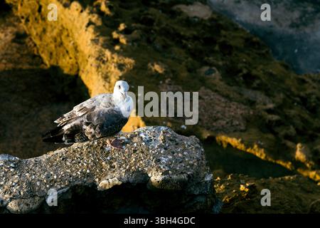 Kaspische Möwe (larus cachinnans) am Rocher du Basta Rock, Biarritz, Frankreich Stockfoto