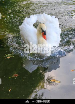 Schwan Schwimmen, Brdo, Slowenien Stockfoto