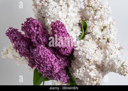 Blumenstrauß aus Flieder und weißen Fliederblüten auf weißem Hintergrund in der Nahaufnahme Stockfoto