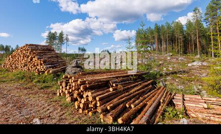 Holzschnitt des Kiefernwaldes (pinus sylvestris) und des Kiefernholzes in Finnland Stockfoto