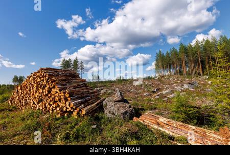 Holzschnitt des Kiefernwaldes (pinus sylvestris) und des Kiefernholzes in Finnland Stockfoto