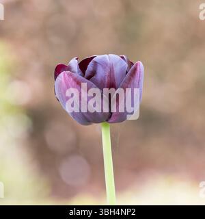 Dunkelrote Tulpenblüte mit unscharfen Bokeh-Highlights im Hintergrund Stockfoto