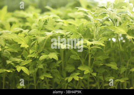 Künstliche Beleuchtung junger Tomatensämlinge in einer Phase schnellen Wachstums vor dem Einpflanzen in den Boden Stockfoto
