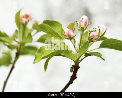 Blühender Apfelbaum Äste auf einem Hintergrund von grauen Wolken Stockfoto