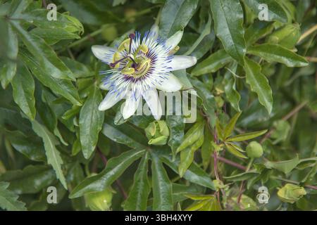 Nahaufnahme einer einzigen Passionsblume Stockfoto