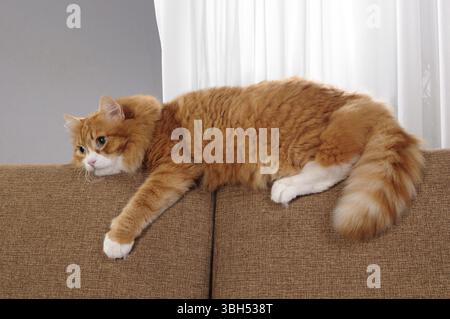 Eine Ingwerkatze liegt auf einem Sofakissen Stockfoto