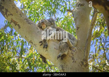 Ein Koala, Phascolarctos cinereus, schläft auf einem Eukalyptusbaum im Yanchep National Park, Western Australia. Wilder Koala im Freien in der Wildnis, Y Stockfoto