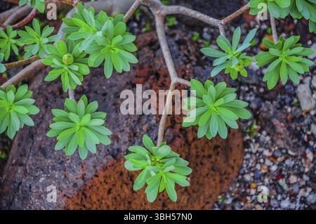 Anlage auf Nordwestküste von Teneriffa in der Nähe von Punto Teno Leuchtturm, Kanarische Inseln Stockfoto