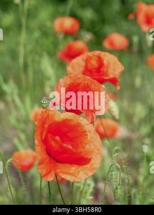 Wunderschönes Feld mit rotem Mohn mit einer kleinen grünen Blume in der Mitte. Das Konzept der Ruhe und Ruhe, während die leuchtenden roten Blumen sich von Agave abheben Stockfoto