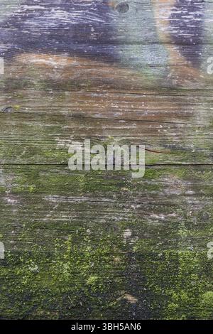 Moos und Schimmel Einfluss auf einer Holzplatte Stockfoto