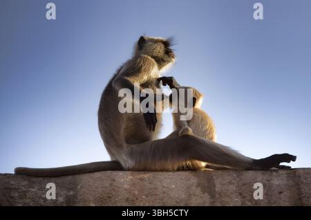 Weibliche Affe Langur und ihr Junge auf alten Zaun Stockfoto