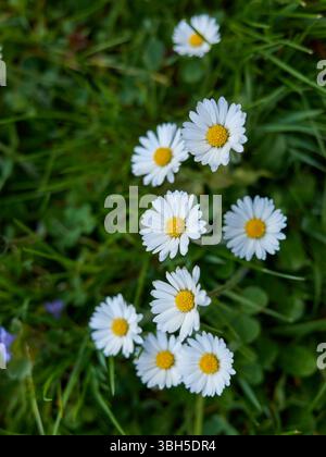 Ein Haufen weißer Gänseblümchen sind auf einem grünen Grasfeld. Die Gänseblümchen sind im ganzen Feld verstreut, wobei einige näher am Vordergrund und andere am Boden liegen Stockfoto