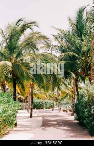 Ruhiger, von Palmen gesäumter Weg in einem tropischen Resort während der Mittagssonne in ruhiger Lage Stockfoto