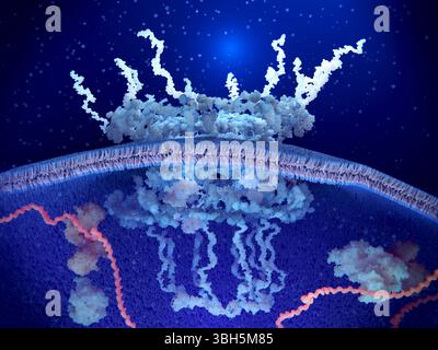 Abbildung eines Abschnitts durch einen Zellkern (unterer Rahmen), der einen menschlichen Kernporenkomplex (NPC, blau und weiß, Mitte) in der Kernhülle (quer durch die Mitte) zeigt. NPCs sind Komplexe von Proteinen, die in der Kernhülle eingebettet sind. Das gesamte Material, das sich zwischen dem Kern und dem Zytoplasma (oberer Rahmen) bewegt, passiert diese Kanäle. Sie ermöglichen den passiven Transport (Diffusion) von Ionen und kleinen Molekülen und den aktiven (energiefähigen) Transport von Proteinen und RNAs (Ribonukleinsäuren). Stockfoto
