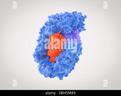 Darstellung einer Pre-miRNA (Vorläufer-Micro-Ribonukleinsäure, rot), die mit dem Exportin-5(blau)/RanGTP(hellviolett)-Transportprotein komplexiert ist. Exportin-5/RanGTP transportiert Pre-miRNAs vom Zellkern über den Kernporenkomplex in das Zytoplasma. Im Zytoplasma werden die Pre-miRNAs zu miRNAs verarbeitet. MiRNAs hemmen die Expression spezifischer Gene, indem sie die Expression von Botenstoff-RNA (mRNA) regulieren. Stockfoto