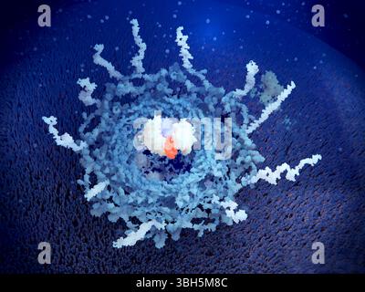 Kernporenkomplex, der MikroRNA transportiert, Illustration Stockfoto