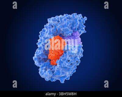 Darstellung einer Pre-miRNA (Vorläufer-Micro-Ribonukleinsäure, rot), die mit dem Exportin-5(blau)/RanGTP(hellviolett)-Transportprotein komplexiert ist. Exportin-5/RanGTP transportiert Pre-miRNAs vom Zellkern über den Kernporenkomplex in das Zytoplasma. Im Zytoplasma werden die Pre-miRNAs zu miRNAs verarbeitet. MiRNAs hemmen die Expression spezifischer Gene, indem sie die Expression von Botenstoff-RNA (mRNA) regulieren. Stockfoto