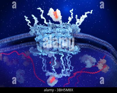 Kernporenkomplex, der MikroRNA transportiert, Illustration Stockfoto