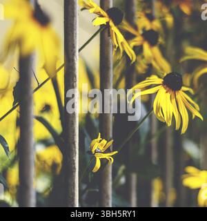 Blumen hinter Gittern. Gelbe Blumen hinter Gittern, die Natur, Schönheit, Wachstum, Erfolg, Freiheit und Flucht repräsentieren. Foto im Retro-Stil Stockfoto