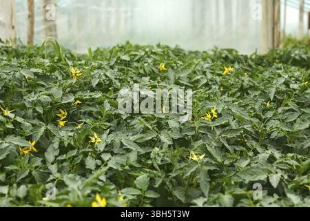 Blüte Tomaten Sämlinge im Frühjahr film Gewächshäuser vor dem Einpflanzen in den Boden Stockfoto