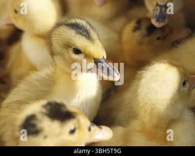 Piebald kleine lustige baby Entenküken in Herden Stockfoto