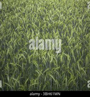 Grünen Weizen Ohren close-up auf dem Feld in der Reifezeit im Sommer Stockfoto