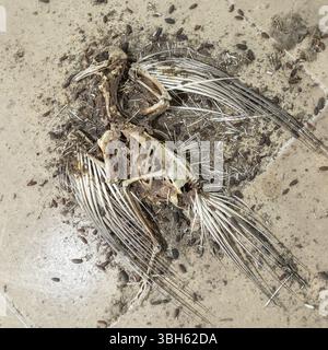 Toter Vogel und verrottete Carcas. Tierreste, Fell, Knochen und Schädel. Totes Vogelskelett. Lebenszykluskonzept. Verrottendes Tier Stockfoto