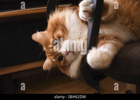 Rote flauschige Katze liegt auf einem Computerstuhl, Nahaufnahme Stockfoto