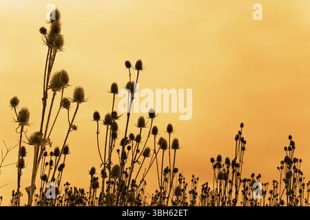 Ein Feld von getrockneten Karde Blumen gegen funereal Himmel. Sepia Stockfoto