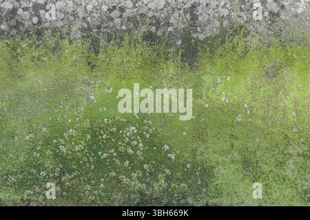 Alte Risse Verfall Wand Hintergrund bedeckt im grünen Moos und Schimmel Stockfoto