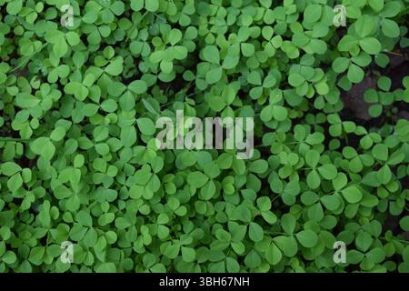 Leuchtend grüne Kleeblätter mit detaillierten Blättern und zarten Texturen Stockfoto