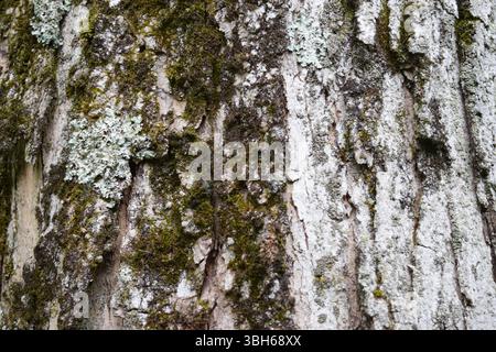 Nahaufnahme der Baumrinde mit ihrer rauen Textur und ihren komplizierten natürlichen Mustern. Stockfoto
