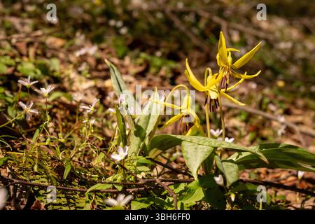 Forellenlilienblüten in den Smokies im Frühling Stockfoto