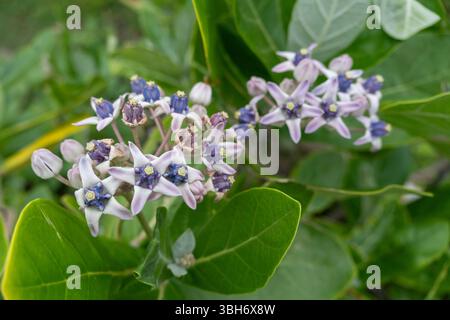 Blütenbündel mit blauen und weißen Blüten. Die Blumen sind in einem grünen Busch. Die Blüten sind klein und gruppiert Stockfoto