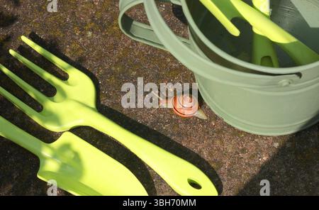 Die Schnecke kriecht auf der Gießkanne. Garten und Natur. Schädlinge und Werkzeuge. Stockfoto
