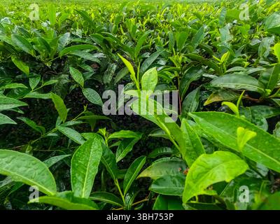 Grüne Teeblätter auf der Plantage am Morgen. Teeplantagen in Indien Stockfoto
