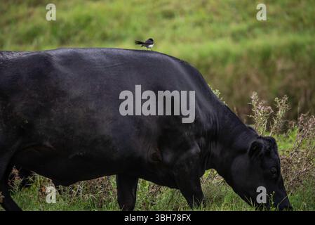 willy Bachtail reitet auf dem Rücken einer Kuh Stockfoto