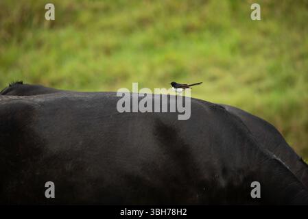 willy Bachtail reitet auf dem Rücken einer Kuh Stockfoto