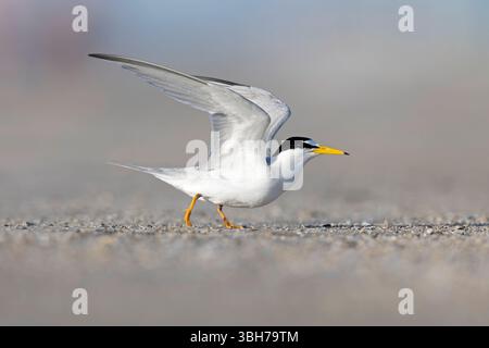 Eine erwachsene Kleinseeschwalbe (Sternula antillarum), die während des Fluges startet. Stockfoto