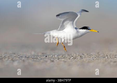 Eine erwachsene Kleinseeschwalbe (Sternula antillarum), die während des Fluges startet. Stockfoto
