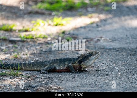 Großer Wasserwächter aus nächster Nähe Stockfoto