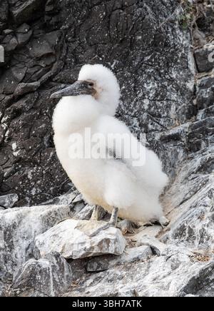 Nazca Booby Fluffy Chick auf Espanola Island, Galapagos Stockfoto