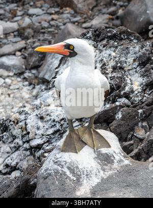 Nazca Booby steht auf Felsen, Suarez Point, Espanola Island, Galapagos Stockfoto