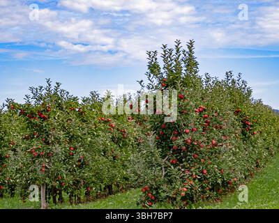 Apfelreihen mit roten Äpfeln in einem Obstgarten am Bodensee Stockfoto