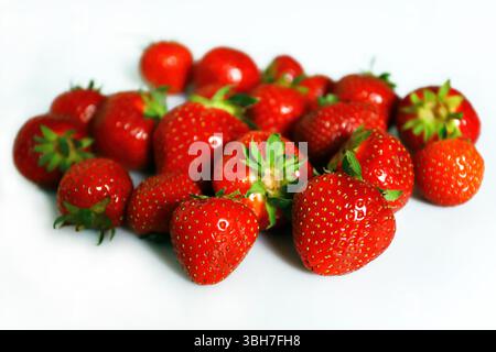 Haufen reifer roter Erdbeeren mit grünen Stielen auf einem sauberen weißen Hintergrund, die natürliche Textur, Frische und lebendige Farben zeigen. Stockfoto