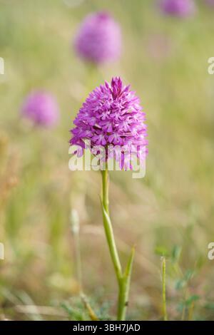 Pyramidenorchidee, Anacamptis pyramidalis, wilde Orchideen, Region Aude, Corbieres, Frankreich. Stockfoto