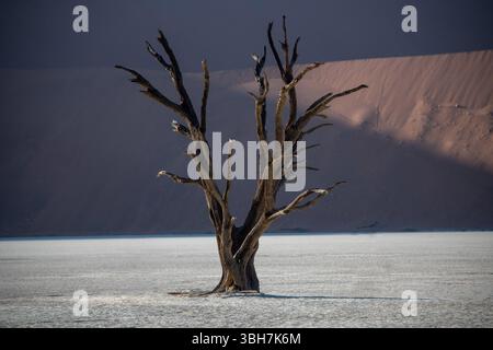 Ein trockener Baum inmitten einer Wüste in Namibia. Stockfoto