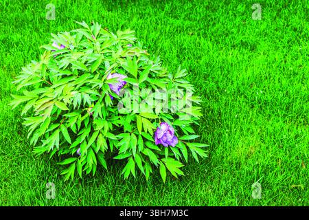 Pfingstrosenbusch mit großen rosa Blüten und Regentropfen auf grünen Blättern, die auf frischem grünen Rasen wachsen. Schweden. Stockfoto